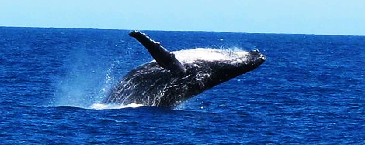Abrolhos Islands Day Tours Abrolhos Islands Day Tours
