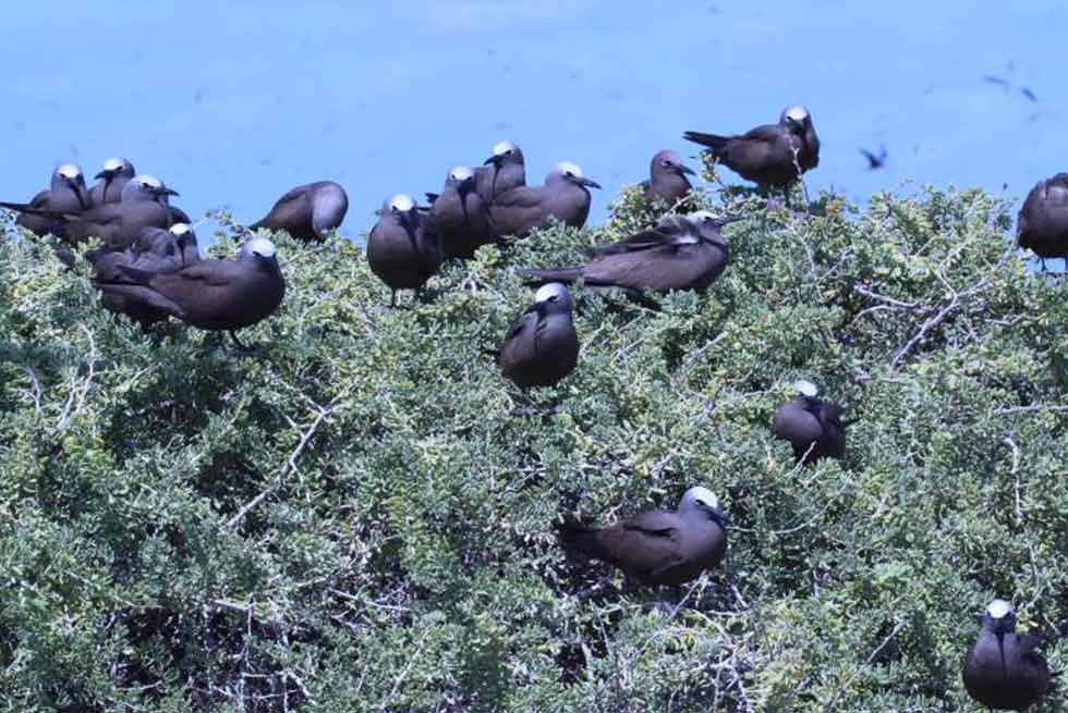 Abrolhos Islands Eco Tours Abrolhos Islands Eco Tours