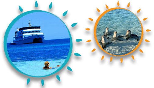 ECO-ABROLHOS-SUMMER-TOURS-BANNER-BOAT ECO-ABROLHOS-SUMMER-TOURS-BANNER-BOAT